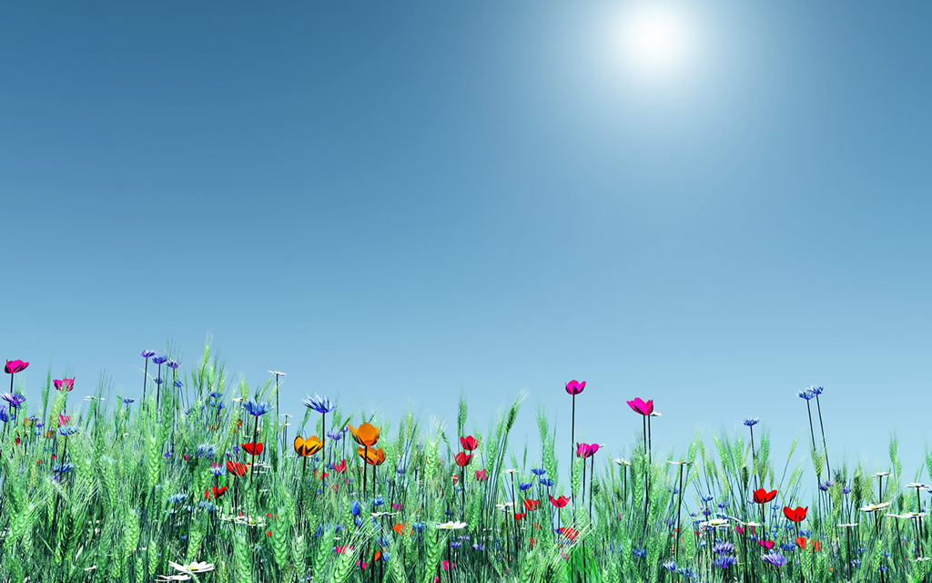 Flowers.jpg